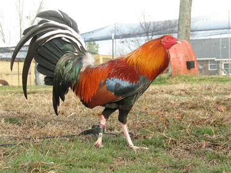 Gamefowl farms across the country provide a living to hundreds of people, Crisostomo noted. . Gamefowl farms in texas